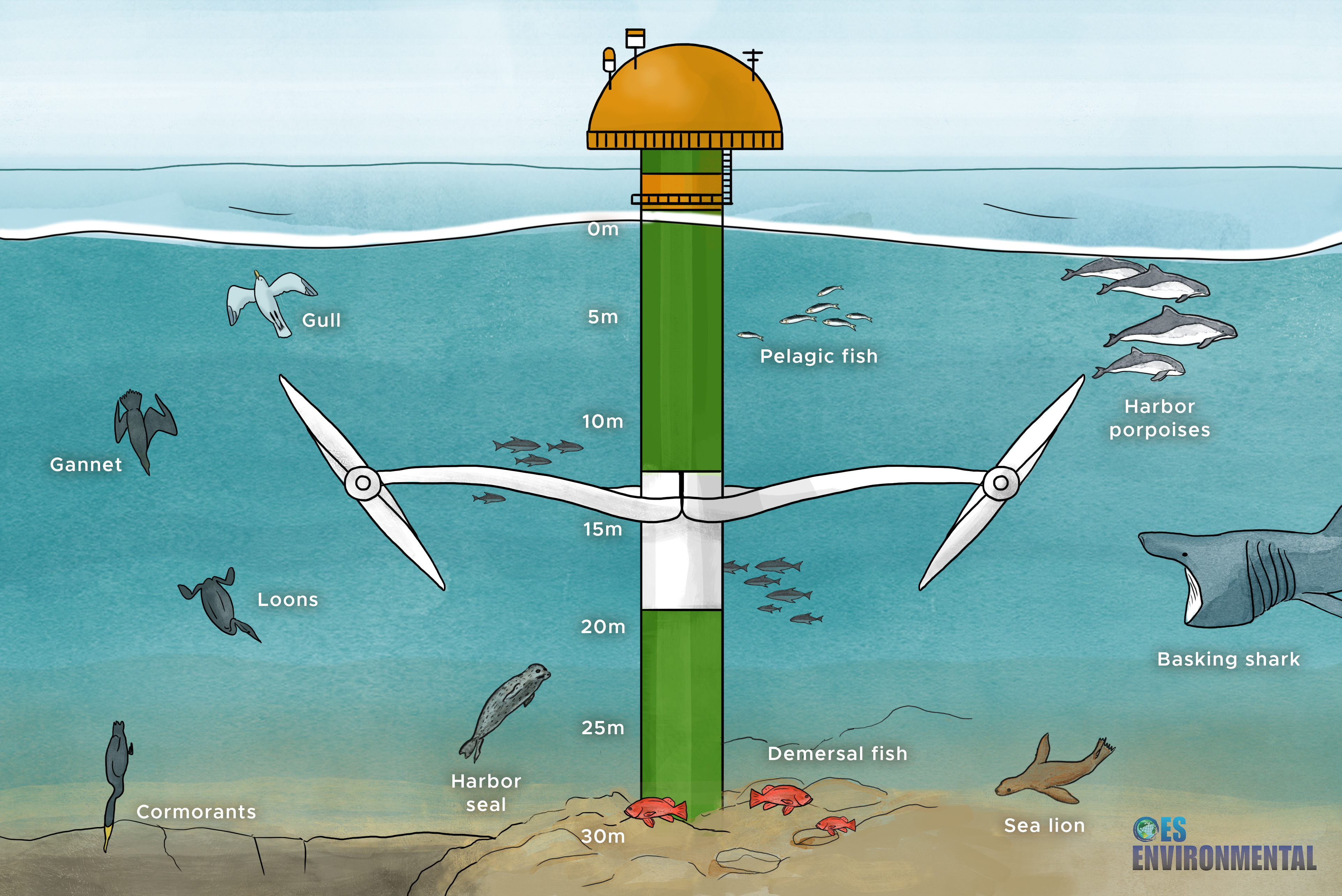 Illustrated underwater scene showing a double axial flow turbine and the depth at which various marine life including birds, fish, and marine mammals dive to, demonstrating collision risk