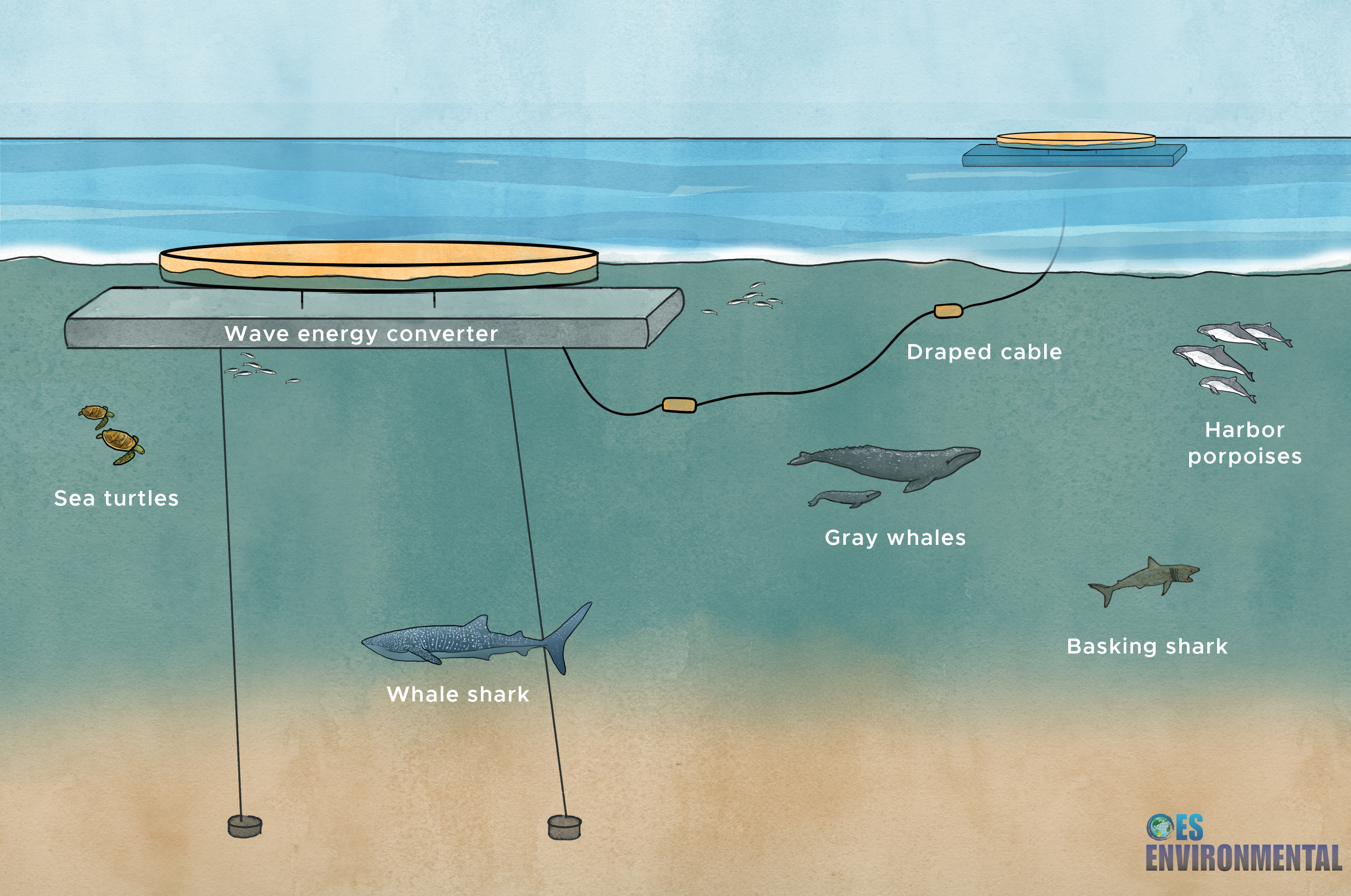 illustrated underwater scene showing mooring lines of a marine energy device might cause risk of entanglement for various marine life particularly whales, turtles, and sharks