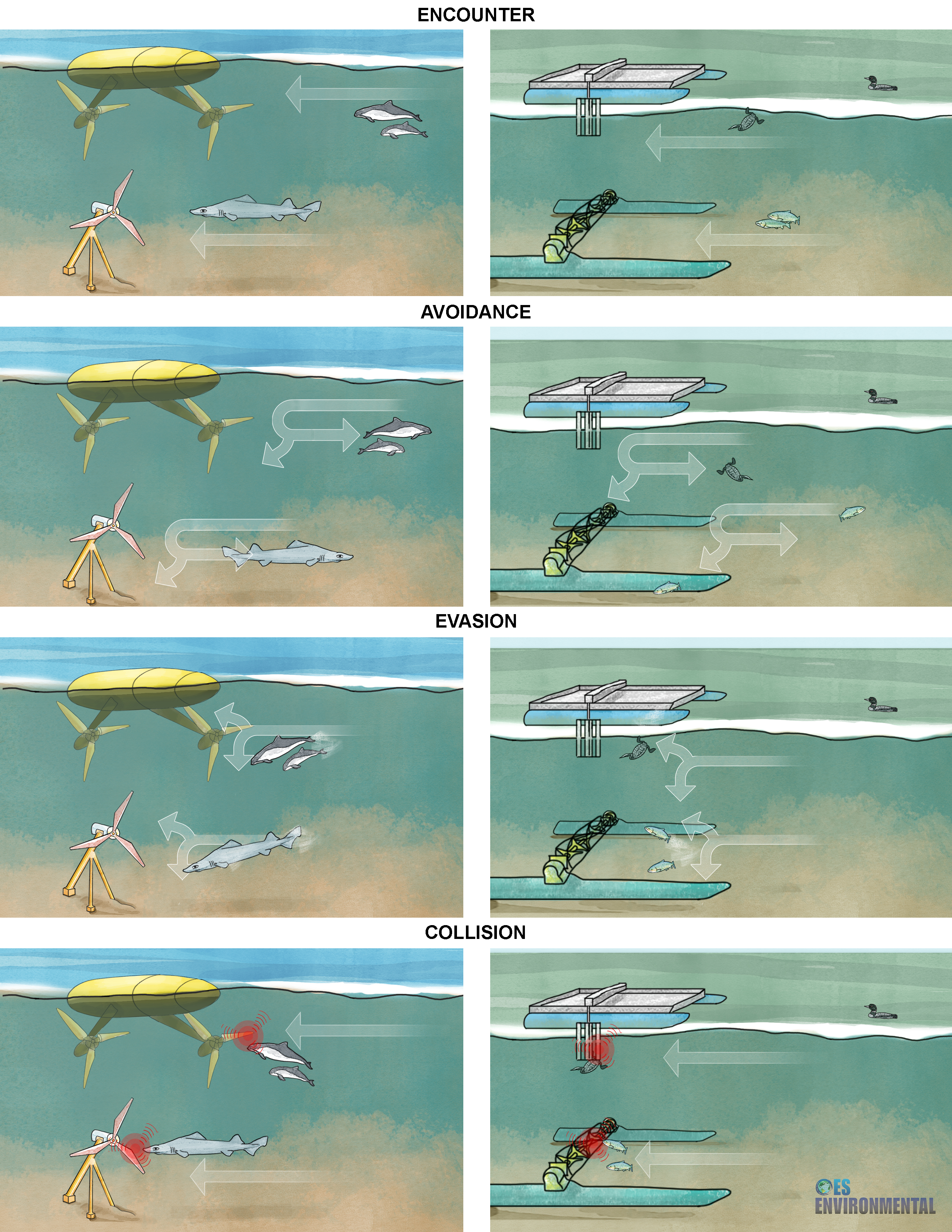 Illustrated set of scenes showing potential behaviors of different marine life when encountering a marine energy device such as avoidance evasion and collision