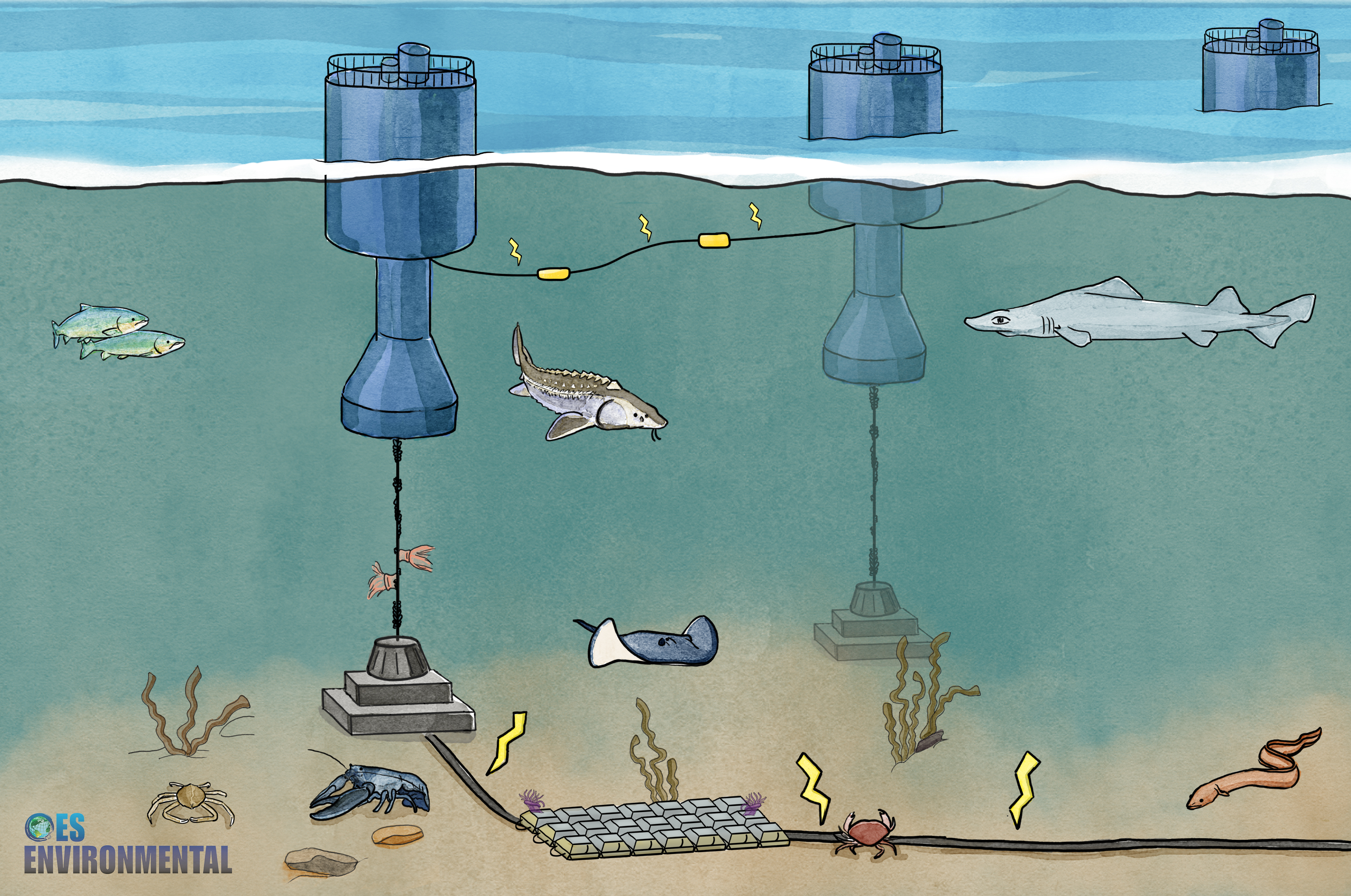 Illustrated underwater scene showing marine energy devices and the potential for electromagnetic field interactions with local marine life