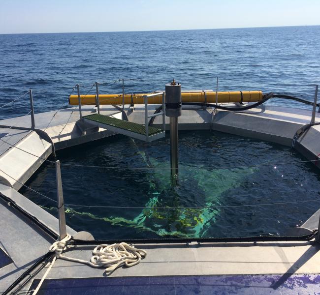 Seatricity Commissioning at Wave Hub