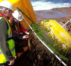 European Marine Energy Centre (EMEC) ICIT conducting biofouling studies on EMEC waverider buoy (Credit ICIT)